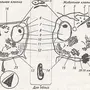 Животная и растительная клетка рисунок