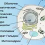 Животная и растительная клетка рисунок