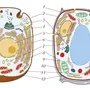 Животная и растительная клетка рисунок