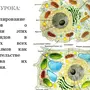 Животная и растительная клетка рисунок
