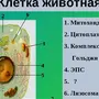 Животная клетка рисунок