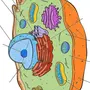 Животная Клетка Рисунок
