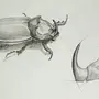 Жук носорог рисунок