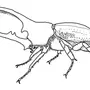 Жук носорог рисунок