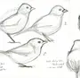 Рисунок Птицы Карандашом