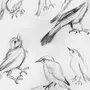 Рисунок Птицы Карандашом