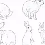 Заяц рисунок карандашом