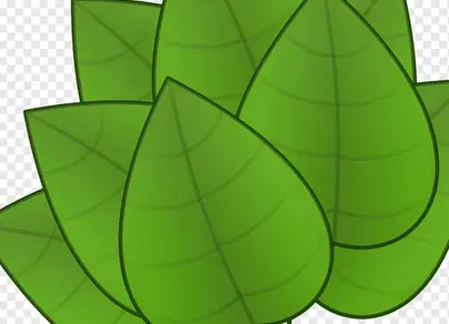 Зеленые листья рисунок