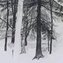 Как нарисовать зимний лес