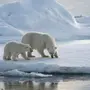 Арктические Пустыни Рисунок