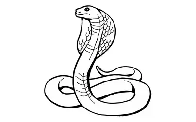 Змея рисунок карандашом