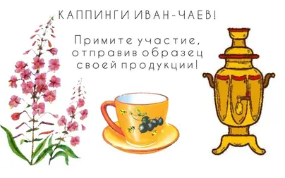 Иван чай рисунок
