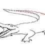 Крокодил Рисунок