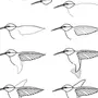 Как Легко Нарисовать Птичку