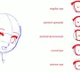 Как нарисовать аниме поэтапно