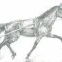 Как Нарисовать Бегущую Лошадь