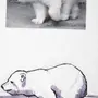 Белый Медведь Рисунок Для Детей Карандашом