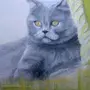 Как нарисовать британскую кошку