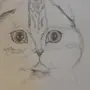 Как Нарисовать Вислоухую Кошку