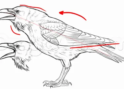 Как нарисовать ворону