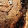 7000 летний наскальный рисунок хакасия