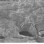 7000 летний наскальный рисунок хакасия