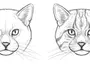 Как нарисовать голову кота
