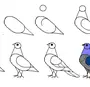 Как нарисовать голубя поэтапно