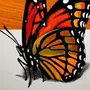 Бабочка 3д рисунок