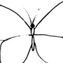 Бабочка Простой Рисунок