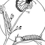 Бабочка На Цветке Рисунок