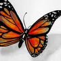 Бабочка Рисунок Много