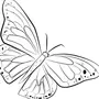 Бабочка Рисунок Для Детей
