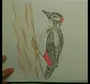 Как нарисовать дятла