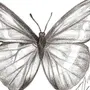 Бабочка Рисунок Карандашом