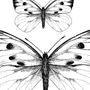 Бабочка Рисунок Карандашом
