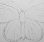 Бабочка карандашом