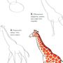 Жираф простой рисунок для детей
