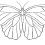 Бабочка Рисунок Легкий