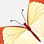Бабочка рисунок на белом фоне