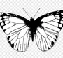 Бабочка Рисунок На Белом Фоне
