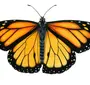 Бабочка рисунок на белом фоне