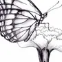Бабочки Для Букета Нарисовать