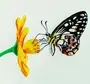 Бабочки для букета нарисовать