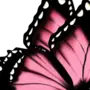 Бабочки Картинки Рисунки