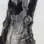 Кора Дерева Рисунок