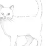 Как нарисовать кошку 2 класс