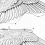 Крыло птицы рисунок