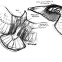 Крыло птицы рисунок
