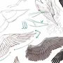 Крыло Птицы Рисунок